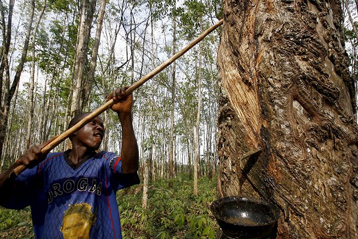 В Либерии хотят построить завод по переработке каучука для производства шин