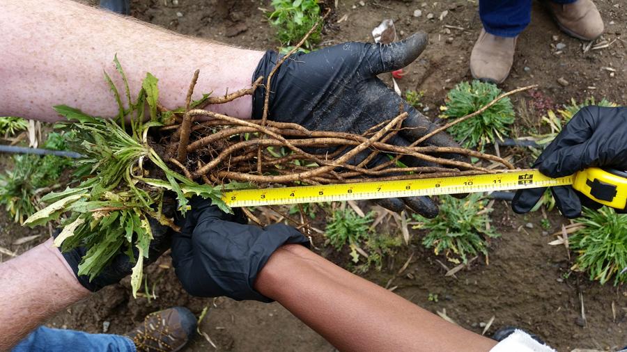 Goodyear и Минобороны США ускоряют коммерциализацию натурального каучука из одуванчиков