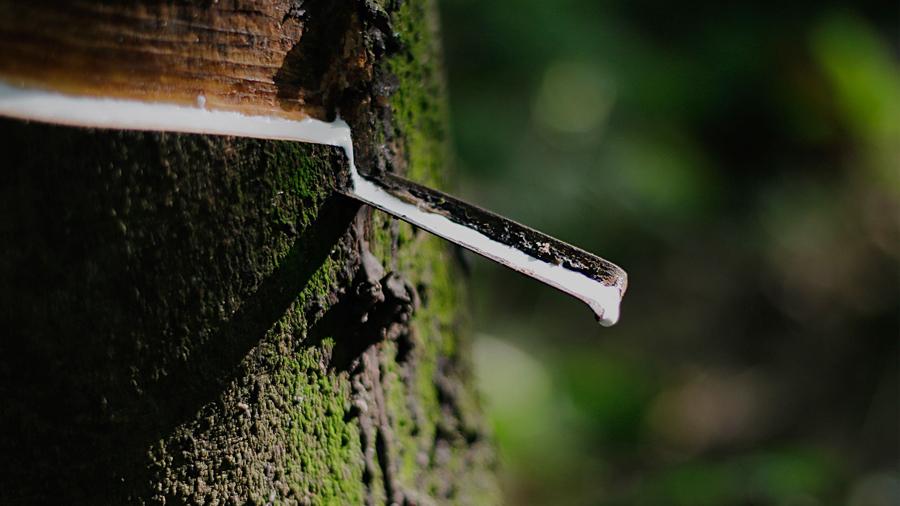 Мишлен инвестирует в развитие производства натурального каучука в Индонезии