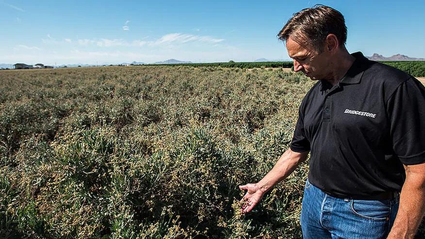 Bridgestone получила грант USDA для развития производства каучука из гваюлы