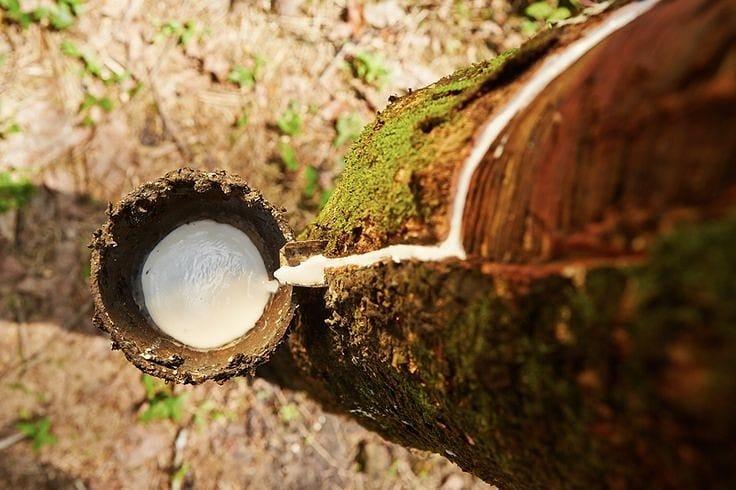 Пирелли выкупает 100 процентов акций крупнейшего бразильского производителя натурального каучука