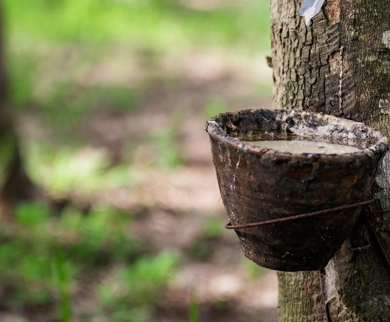 ANRPC повысила годовой прогноз производства натурального каучука