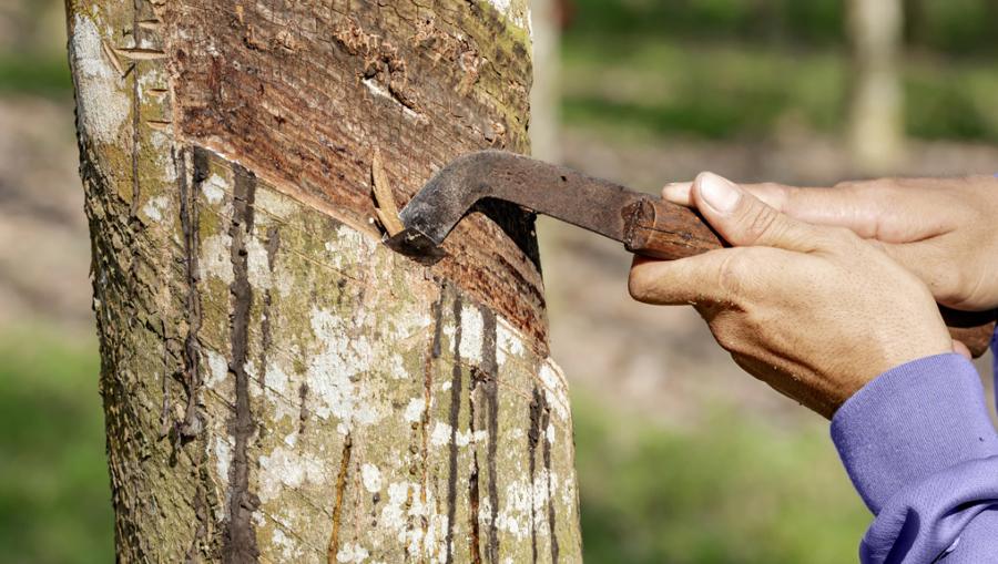 Кот-д'Ивуар стал третьей по величине страной-производителем натурального каучука