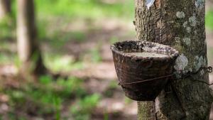 За первые шесть месяцев 2024 года производство натурального каучука выросло на 0,8%