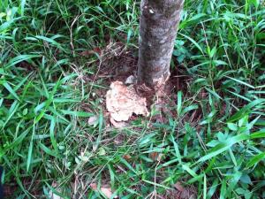 Bridgestone включается в борьбу с болезнями каучуковых деревьев