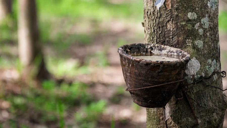 Объём производства натурального каучука отстаёт от спроса со стороны производителей шин